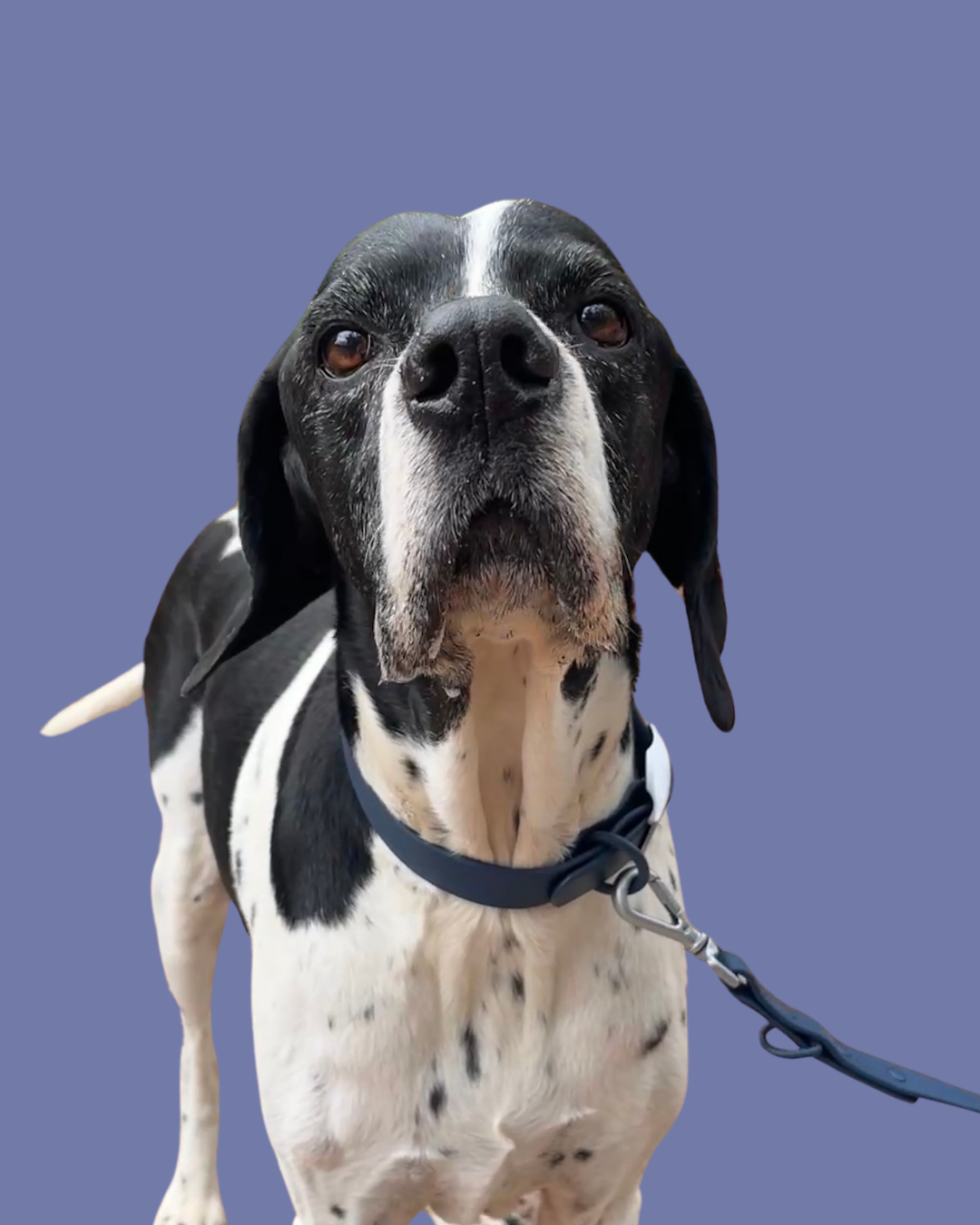 The OG Collar